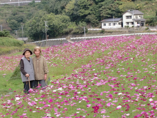 コスモス畑