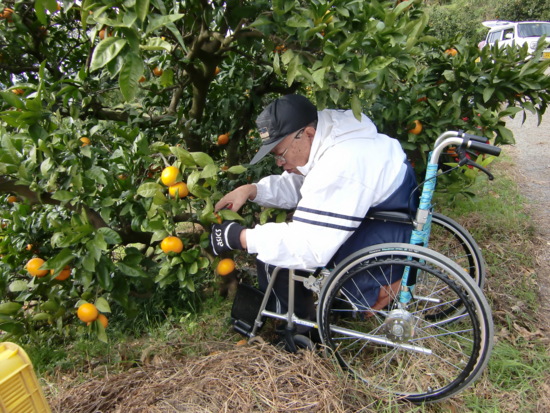 みかん狩り