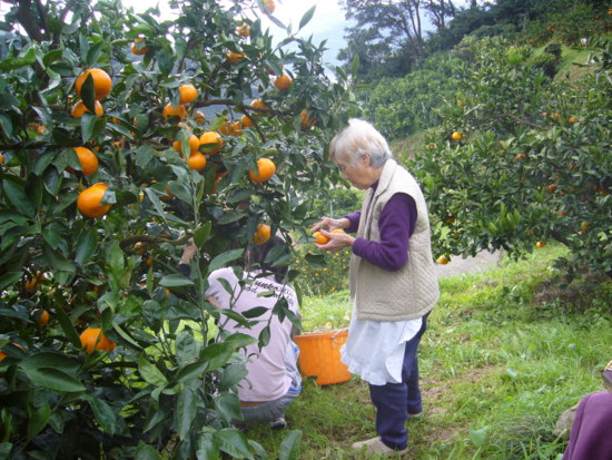 みかん狩り